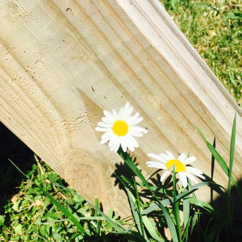 Wildflowers near our campsite at Blue Mounds State Park