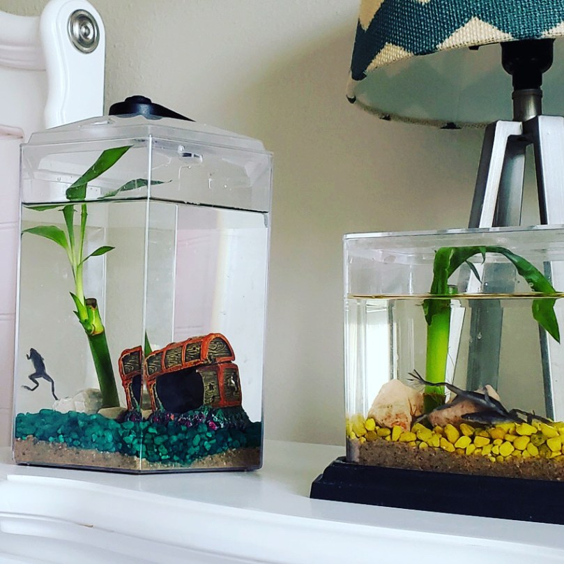 Froggy’s Lair African Dwarf Frogs BioSphere