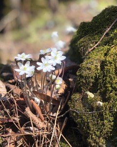 RV Camping Near Maquoketa: Adventure Awaits at Eden Valley Refuge